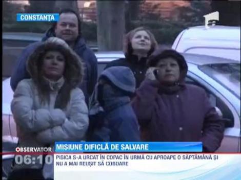 Constanta: Pompierii incearca de aproape o saptamana sa coboare o pisica dintr-un copac