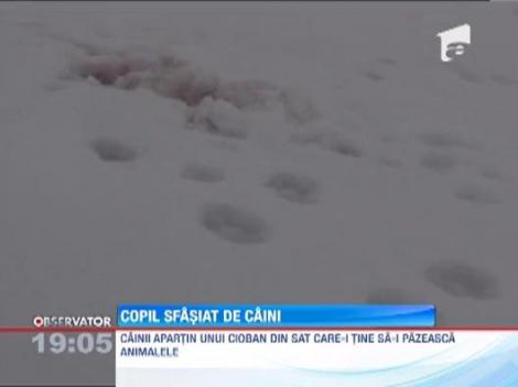 Un copil de opt ani din Botosani a fost sfasiat de cinci caini. Stapanul animalelor risca ani buni de inchisoare