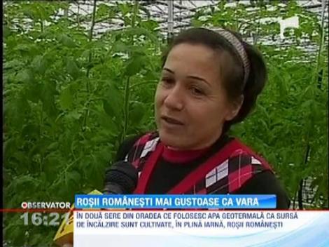 Rosii crescute cu apa geotermala, in serele din Oradea