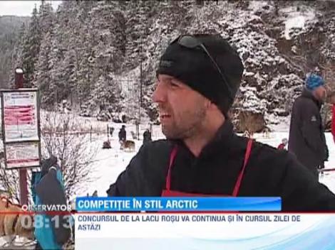 Concurs de atelaje canine, in Harghita