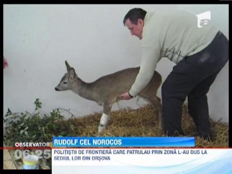 Un pui de caprioara, care a cazut de pe o stanca, a fost salvat de politistii de frontiera din Orsova