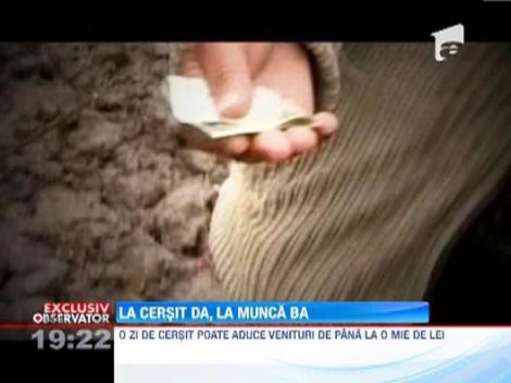 EXCLUSIV Reporterii Observator le-au oferit de munca cersetorilor, fara succes. Cu mana intinsa castiga 1.000 euro pe luna