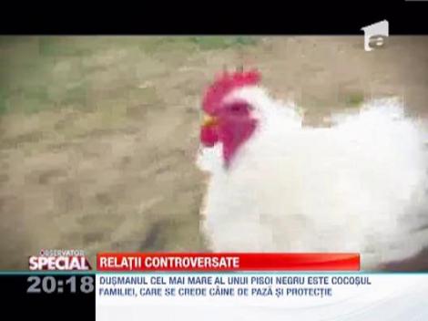 Idei preconcepute despre animale