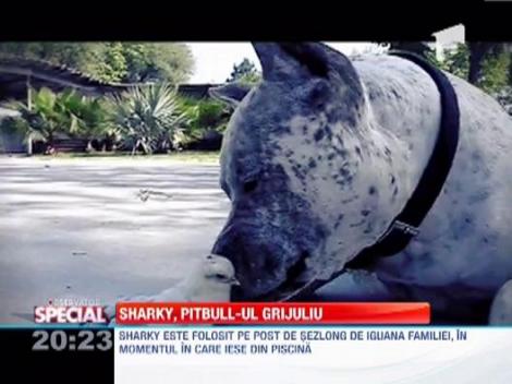 Observator Special: Sharky, cel mai grijuliu pitbull: are grija de un pui de gaina, o iguana si un hamster