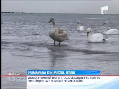 Primavara din miezul iernii: 15 grade Celsius la Resita