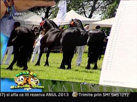 Vlad Mirita a cantat calare pe un armasar