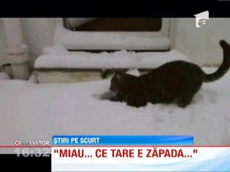 Marea Britanie: Reactia unui motan, atunci cand vede zapada pentru prima oara