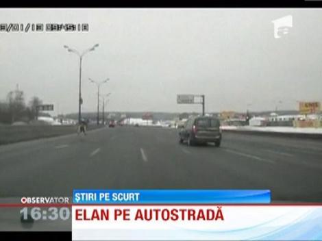 Elan pe o autostrada din Rusia