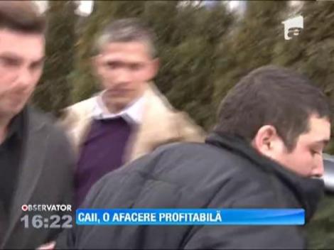 Romania: Caii, o afacere din ce in ce mai profitabila pentru escroci