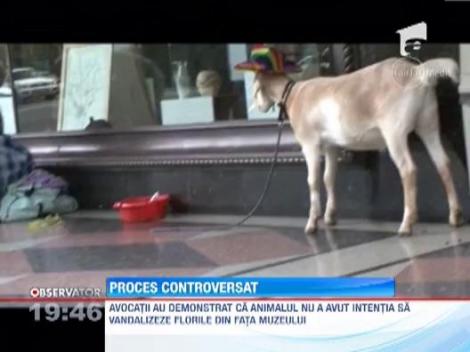 Magistratii unui tribunal din Australia au judecat un caz in care acuzatul era... o capra!