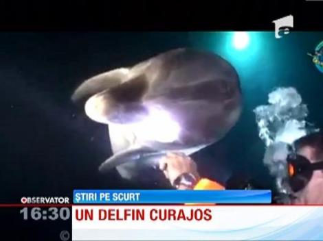 Un delfin a cerut ajutorul unui scafandru!