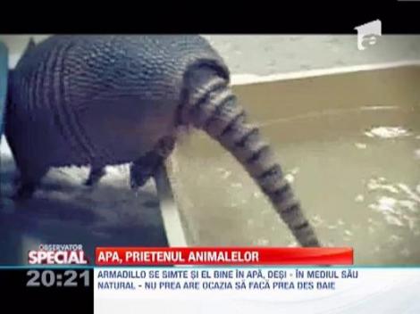 Observator Special: Animale pasionate de apa: Cainii, pisicile, soriceii si iepurii adora baile cu spuma