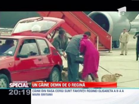 Un caine demn de o regina