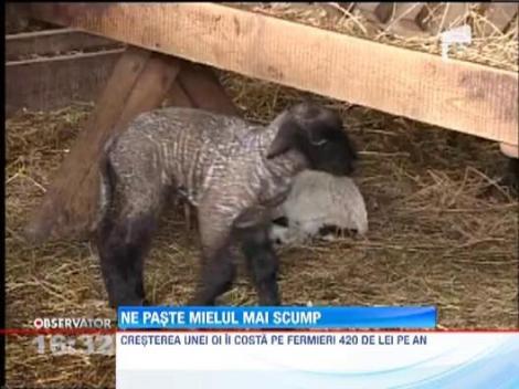 Mielul de Paste, mai scump din cauza secetei din 2012