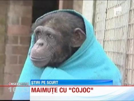 Maimutele de la o gradina zoologica din Marea Britanie primesc paturi si ceai cald pentru a nu ingheta de frig