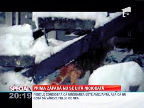 Reactia animalelor cand ajung in zapada