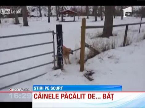 VIDEO! Cel mai perseverent caine din lume. Pacat ca asta nu-l ajuta la nimic!