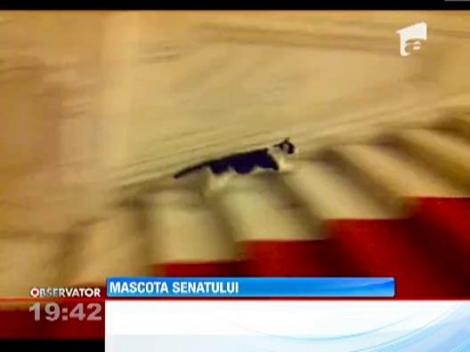 Noul membru al Senatului! Motanul Negrutu a ajuns din strada, direct in Parlamentul Romaniei