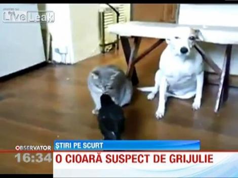 Amicitie neobisnuita intre o cioara si o pisica. Se iubesc atat de mult, incat pasarea hraneste mata cu firimituri... din cioc!