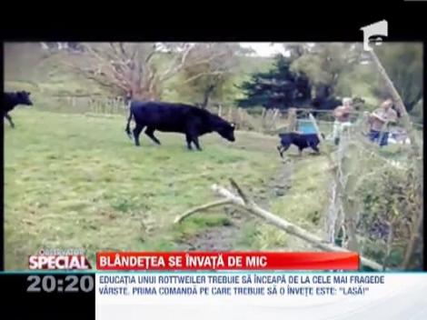 Rottweiler-ul este una dintre cele mai vechi rase de caini din lume