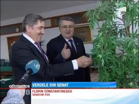 Planta de canabis, in Senat