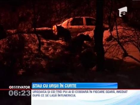 Localnicii din Tusnad, vizitati in fiecare seara de ursoaica