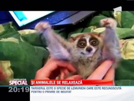 Si animalele se relaxeaza