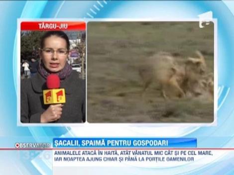 Sacalii, spaima gospodarilor de pe marginea Dunarii. Animalele s-au inmultit si ataca in haita