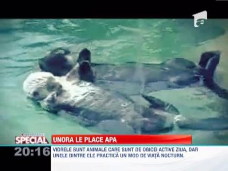 Tot ce trebuie sa stii despre vidre