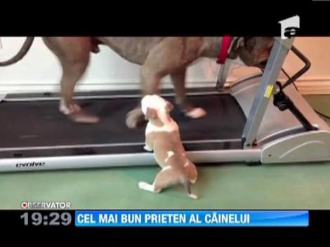 Un pui de pitbull incearca sa faca miscare pe banda de alergare