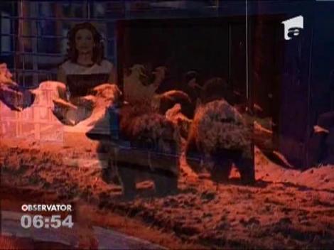 Astazi sarbatorim Ziua Ursului sau Stretenia