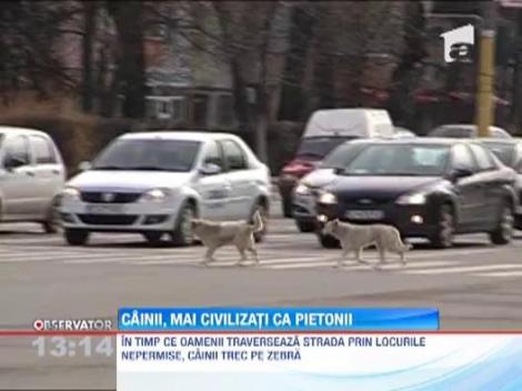 Cainii din Constanta, mai civilizati ca oamenii. Traverseaza strada numai pe zebra