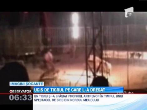 Imagini socante in timpul unui spectacol de circ, din Mexic! Un tigru si-a sfasiat propriul antrenor