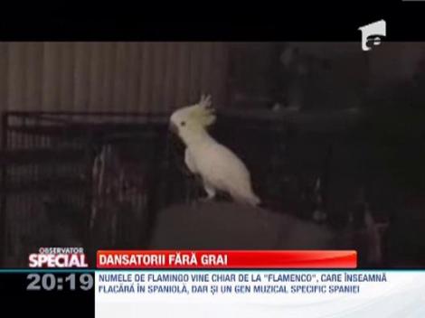 Dansatorii fara grai!