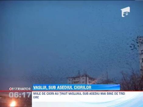 Milioane de ciori au invadat Vasluiul. Pasarile roiau haotic prin aer si se chinuiau sa-si faca loc pe acoperisurile cladirilor