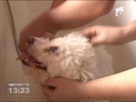 Scoala pentru hairstyling canin. Cursantii platesc 2.400 de lei pentru doua saptamani de training, mai bine de opt ore pe zi