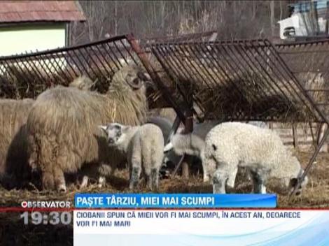 Anul acesta, un miel de Paste va costa mai mult ca in 2012