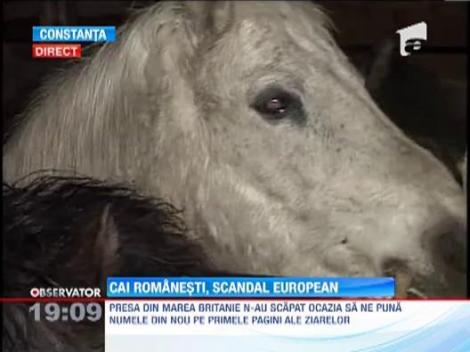 Traseul carnii de cal din lasagna, din Romania pana in Marea Britanie