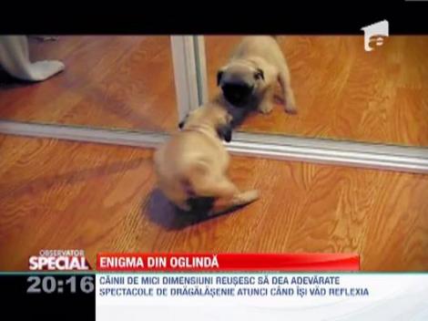 Observator Special: Cum reactioneaza cei mai draguti catelusi cand se privesc in oglinda!