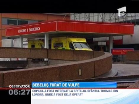 Marea Britanie: Un bebelus a ajuns al spital, dupa ce a fost atacat de o vulpe