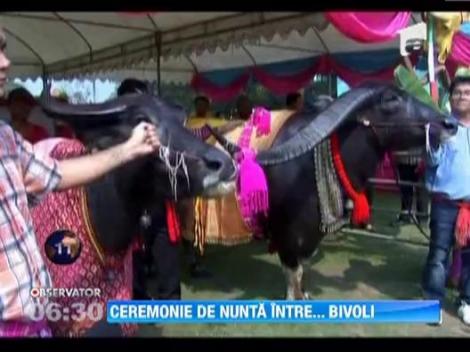 VIDEO! Casatorie intre doi bivoli in Thailanda: ceremonia a fost una traditionala si datina a fost respectata indeaproape