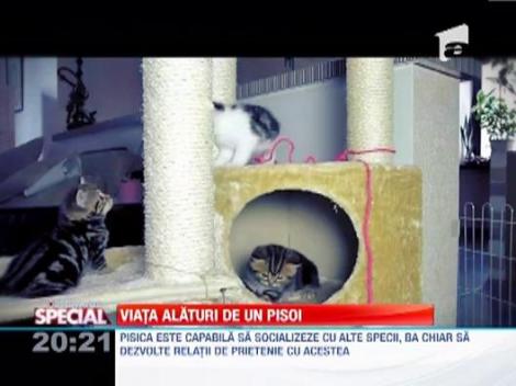 Observator Special: Pisica, animalul potrivit pentru oamenii lenesi