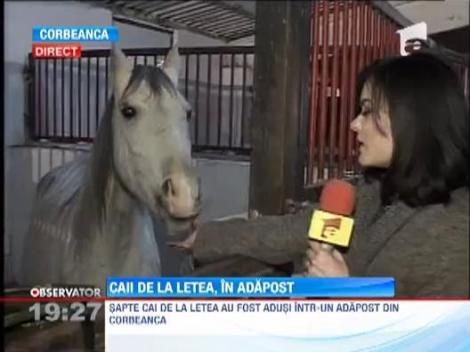 Caiii din Letea, salvati in 2011, NU au ajuns in farfuriile britanicilor, ci traiesc intr-un adapost din Bucuresti