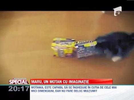 Pisicile, animale cu imaginatie