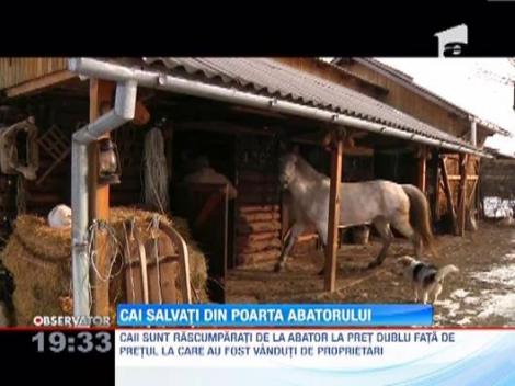 Un transilvanean salveaza caii dusi la abator si ii dreseaza pentru echitatie