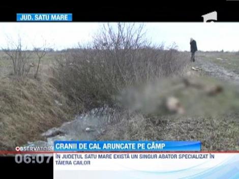 Peste 60 de cranii de cabaline, descoperite pe un camp din judetul Satu Mare