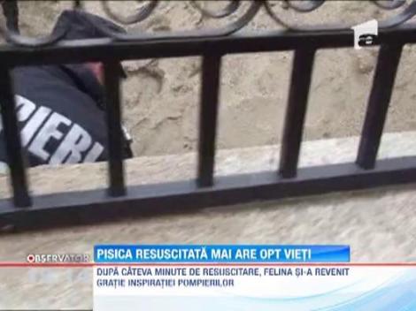 Arad: Eroul necuvantatoarelor: Un pompier a resuscitat o pisica intoxicata cu fum