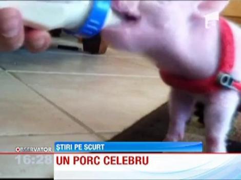 Un porc celebru