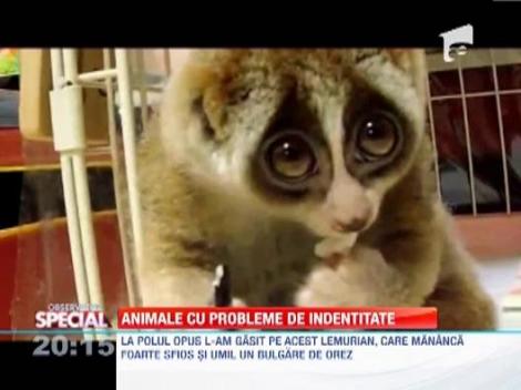Observator Special: Si animalele au probleme de... identitate