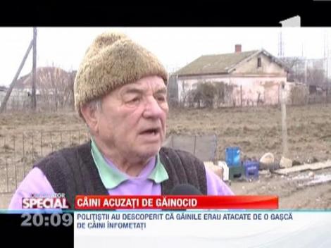 Observator Special: Caini acuzati de... genocid, la Medgidia!